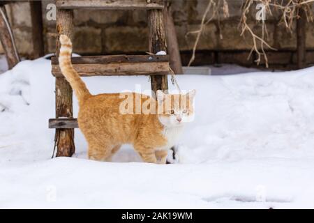 Il grasso gatto rosso passeggiate nella neve. Foto Stock