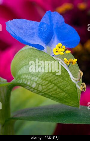 Dayflower asiatico (Commelina communis) è pianta erbacea annuale. Foto Stock