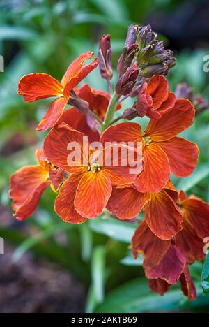 Orange Violaciocca (Erysimum cheiri) nel giardino Foto Stock