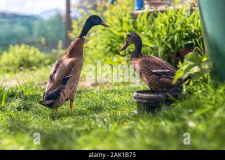 Indian Runner Duck - coppia di anatre (drake e anatra femminile) nel giardino Foto Stock