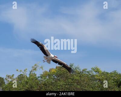 Una cicogna vola nel cielo blu Foto Stock