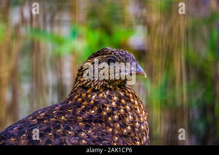 Femmina cornuto cremisi di fagiano con la sua faccia in primo piano, uccello tropicale specie dall'himalaya montagne dell Asia Foto Stock