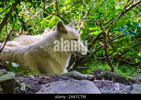 Closeup ritratto di un lupo bianco sul terreno, cane selvatico specie da foreste di Eurasia Foto Stock