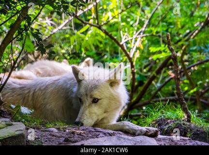 Primo piano di un lupo bianco sul terreno, cane selvatico specie da foreste di Eurasia Foto Stock