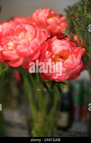 Bella peonie rosa, fiori in fiore Foto Stock
