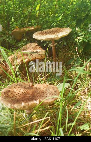 I funghi in erba (Macrolepiota procera, l'ombrellone fungo) - più grandi di funghi sul prato in erba alta, giornata di sole Foto Stock