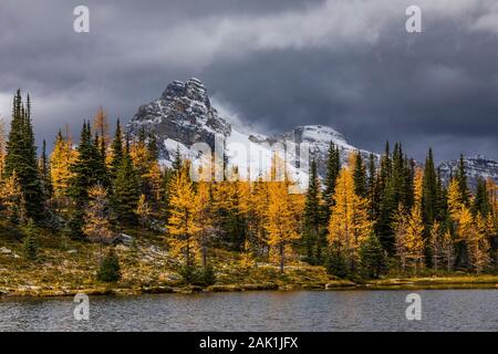 Alpine larici, Laryx lyallii e Cattedrale Mountain vista dal Plateau Opabin nel settembre nel Parco Nazionale di Yoho, British Columbia, Canada Foto Stock