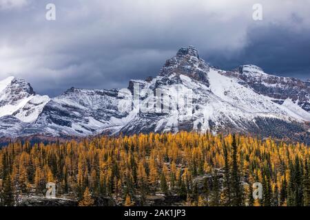 Alpine larici, Laryx lyallii e Cattedrale Mountain vista dal Plateau Opabin nel settembre nel Parco Nazionale di Yoho, British Columbia, Canada Foto Stock