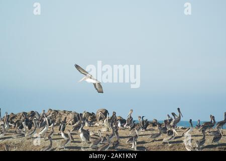 Grande gregge di Pellicani marroni su una roccia nell'Oceano Pacifico. Un pellicano che entra a terra. Foto Stock