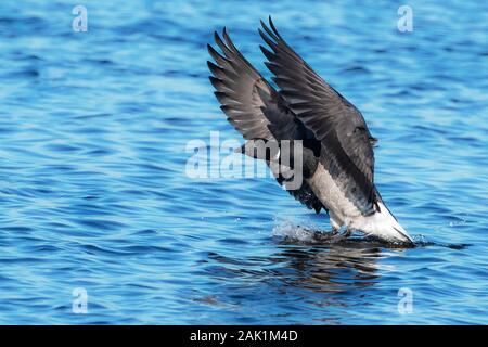 Atlantic brant goose sbarcano su stagno Foto Stock