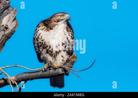 Red-tailed hawk guardando dal pesce persico Foto Stock