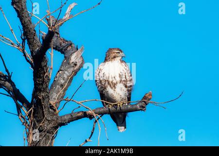 Red-tailed hawk guardando dal pesce persico Foto Stock
