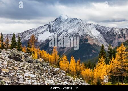 Montare Owen e larici alpini, Larix lyallii, dall'alta via sentiero al Lago McArthur nel settembre nel Parco Nazionale di Yoho, British Columbia, Canada Foto Stock