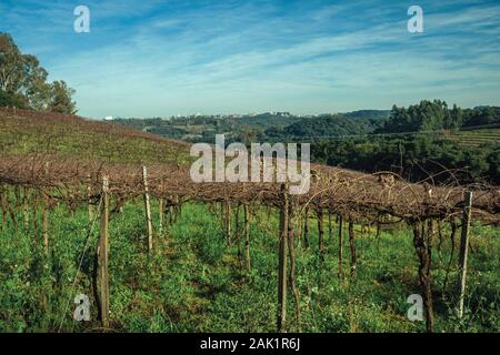 Righe di vitigni sfrondato in un vigneto e gli edifici da Bento Goncalves all'orizzonte. Un paese produttore di vino città nel sud del Brasile. Foto Stock
