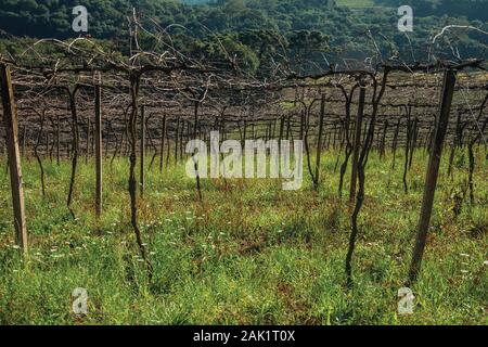 Paesaggio con tronchi e rami di vitigni sfrondato in un vigneto vicino a Bento Gonçalves. Un paese produttore di vino città nel sud del Brasile. Foto Stock