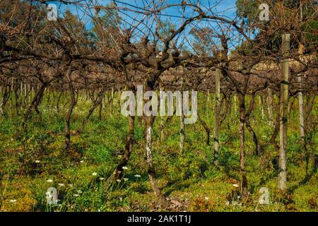 Paesaggio con tronchi e rami di vitigni sfrondato in un vigneto vicino a Bento Gonçalves. Un paese produttore di vino città nel sud del Brasile. Foto Stock