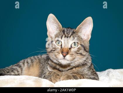 Ritratto di un adorabile grigio e nero tabby kitten posa sulla coperta marrone guardando direttamente al visualizzatore, scuro dello sfondo turchese. Foto Stock