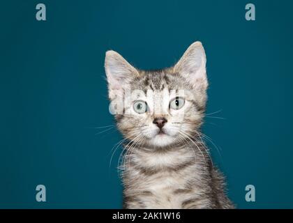 Ritratto di un adorabile grigio e nero tabby kitten guardando direttamente al visualizzatore, scuro dello sfondo turchese. Foto Stock