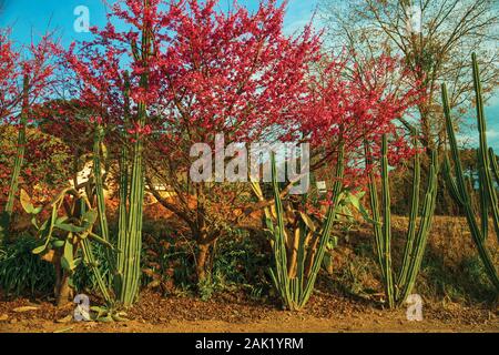 Il Cactus e piccoli alberi pieni di fiori di colore rosa al tramonto vicino a Bento Goncalves. Un paese produttore di vino città nel sud del Brasile. Foto Stock
