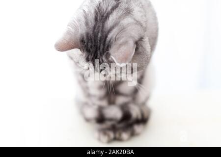 Argento Britannico gatto su sfondo bianco isolato Foto Stock