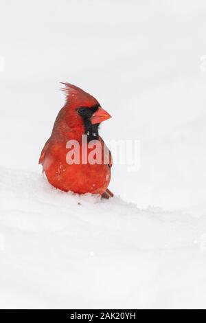 Il Cardinale maschile seduto nella neve. Foto Stock