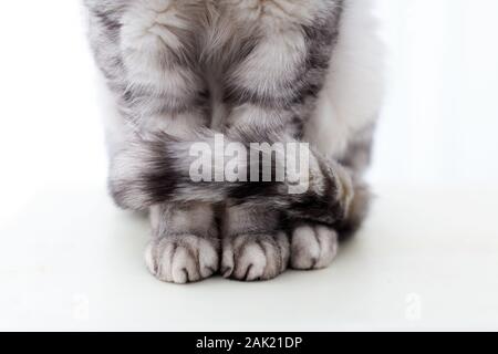 Close-up di zampe e la coda di un argento britannico gatto su sfondo bianco Foto Stock