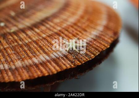 Crudo fresco quahog nel sacco su ghiaccio,close up Foto Stock