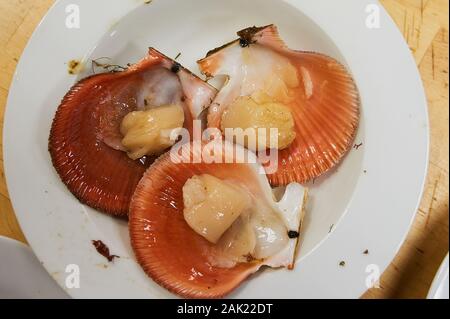 Crudo fresco quahog nel sacco su ghiaccio,close up Foto Stock