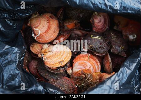 Crudo fresco quahog nel sacco su ghiaccio,close up Foto Stock