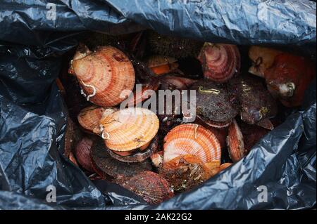 Crudo fresco quahog nel sacco su ghiaccio,close up Foto Stock