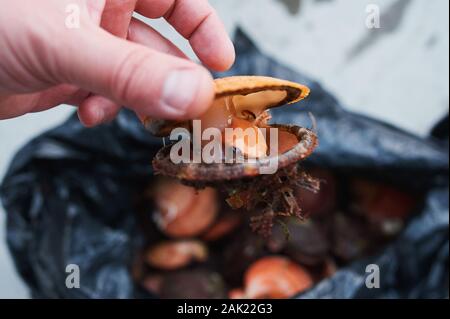 Crudo fresco quahog nel sacco su ghiaccio,close up Foto Stock
