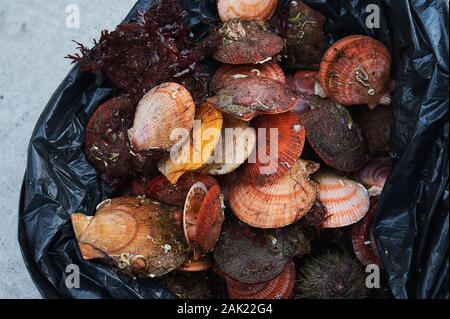 Crudo fresco quahog nel sacco su ghiaccio,close up Foto Stock