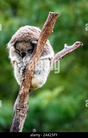 Ritratto di un koala seduto in una struttura ad albero con rami su uno sfondo verde. Foto Stock