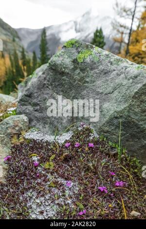 Moss Campion, Silene acaulis, con ghiaccio nella rocciosa e habitat spazzate dal vento al di sopra del lago di McArthur, Parco Nazionale di Yoho, British Columbia, Canada Foto Stock