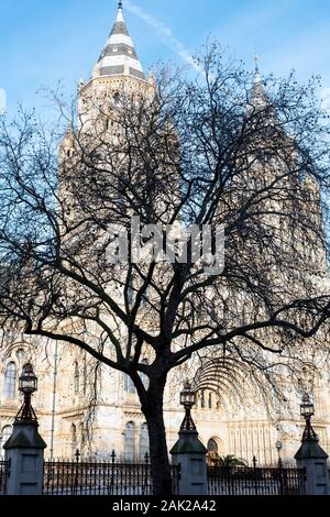 London plane tree in inverno al di fuori del Museo di Storia Naturale, Cromwell Road, Londra, Inghilterra Foto Stock