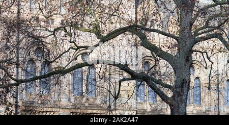 London plane tree in inverno al di fuori del Museo di Storia Naturale, Cromwell Road, Londra, Inghilterra Foto Stock