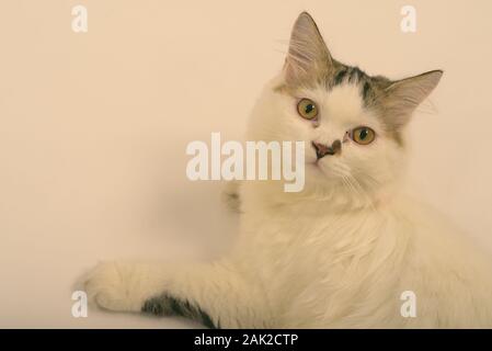 Carino Fluffy gatto persiano sdraiato sul pavimento contro uno sfondo bianco Foto Stock