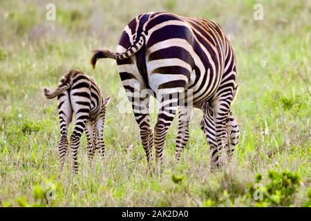 Madre zebra e volpe pascolano sull'erba. La vista dei quarti posteriori della crosta mostra la similarità nel motivo della striscia nella madre e nel bambino. (Equinus burchellii) Foto Stock