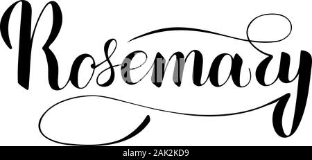 Vector scritto a mano il rosmarino isolato di testo su sfondo bianco. Cucina sana le erbe e le spezie per cucinare. Script brushpen lettering con flourishe Illustrazione Vettoriale