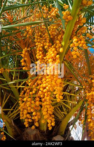 Orange frutti di palma - Canarie Data Palm. Foto Stock
