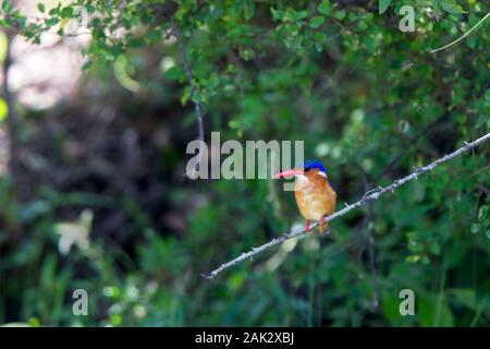 Malachite Kingfisher, (Alcedo cristata galerita) appollaiato su un laghetto, il Masai Mara, Kenya. Foto Stock