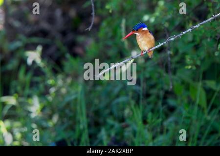 Malachite Kingfisher, (Alcedo cristata galerita) appollaiato su un laghetto, il Masai Mara, Kenya. Foto Stock