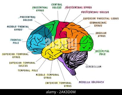 Illustrazione del cervello umano's anatomy su sfondo bianco. La soluzione ideale per la scuola prenota Foto Stock