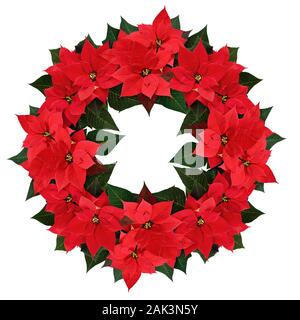 Natale poinsettia ghirlanda di fiori isolati su bianco Foto Stock