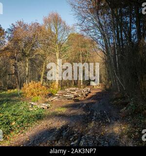 Pile di log come parte della gestione forestale e apertura di nuovi percorsi a Thorndon Park a Brentwood in Essex. Foto Stock