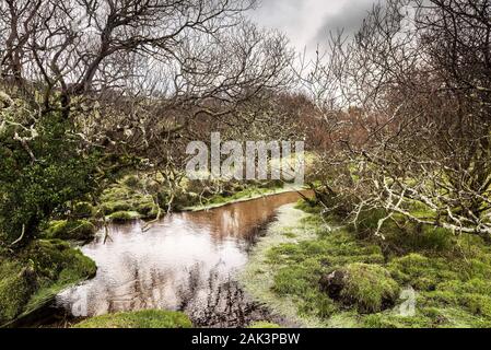 Un piccolo ruscello che scorre attraverso l'aspro paesaggio di Bodmin Moor in Cornovaglia. Foto Stock