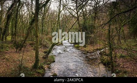 Una vista panoramica del fiume Warleggan che fluisce attraverso un bosco autunnale sul bordo di Bodmin Moor in Cornovaglia. Foto Stock