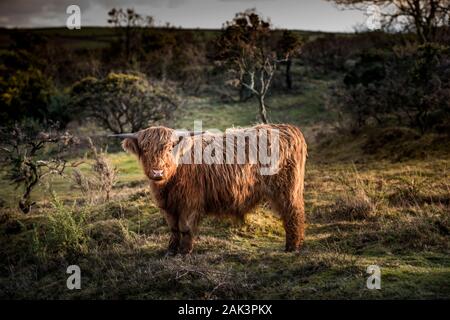 Un giovane vacca Highland pascolare su Bodmin Moor in Cornovaglia. Foto Stock