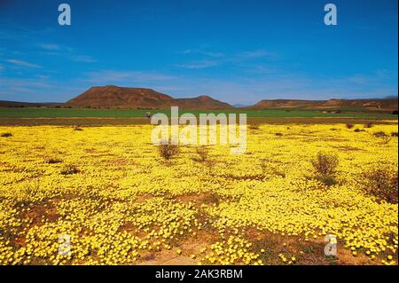 Nella molla cambia il magro a metà il paesaggio del deserto in un unico mare splendente di fiori in occidente (Northern Cape), Sud Africa. (Non datato pictur Foto Stock