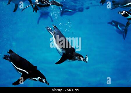 Pinguini Humboldt, Spheniscus Humboldti, adulti per la cattura di pesce, vista subacquea Foto Stock